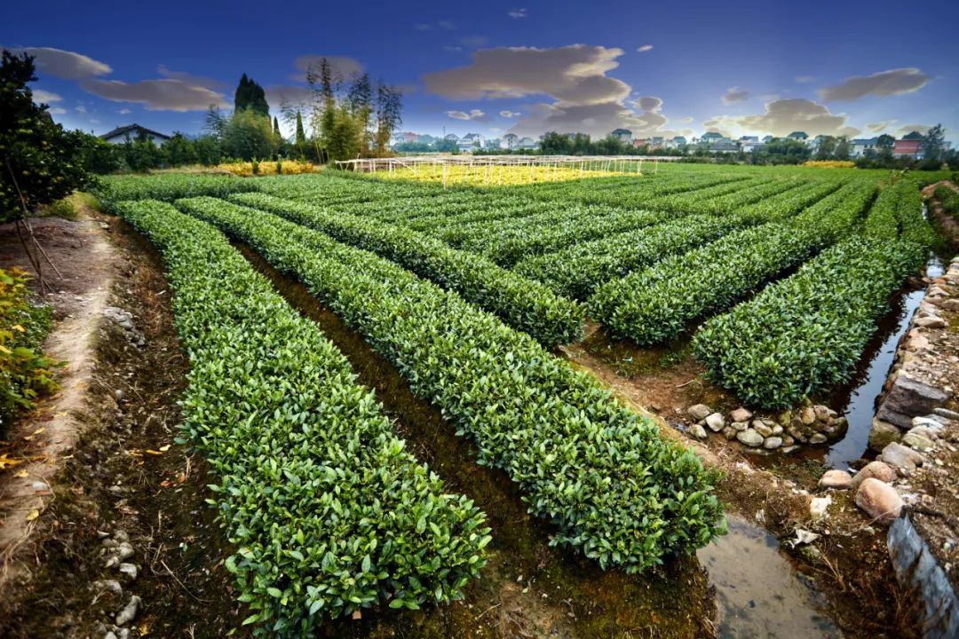 农村生活污水处理设计选型和问题不足(图2) 农村生活污水处理设计选型和问题不足(图2)