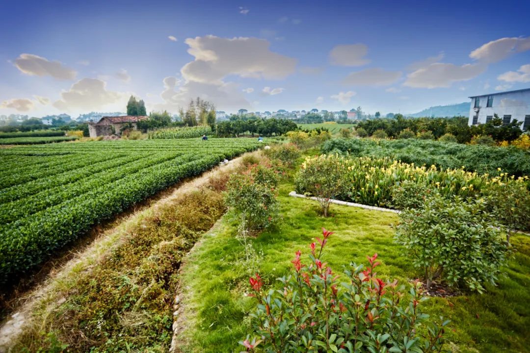 农村生活污水处理设计选型和问题不足(图5) 农村生活污水处理设计选型和问题不足(图5)